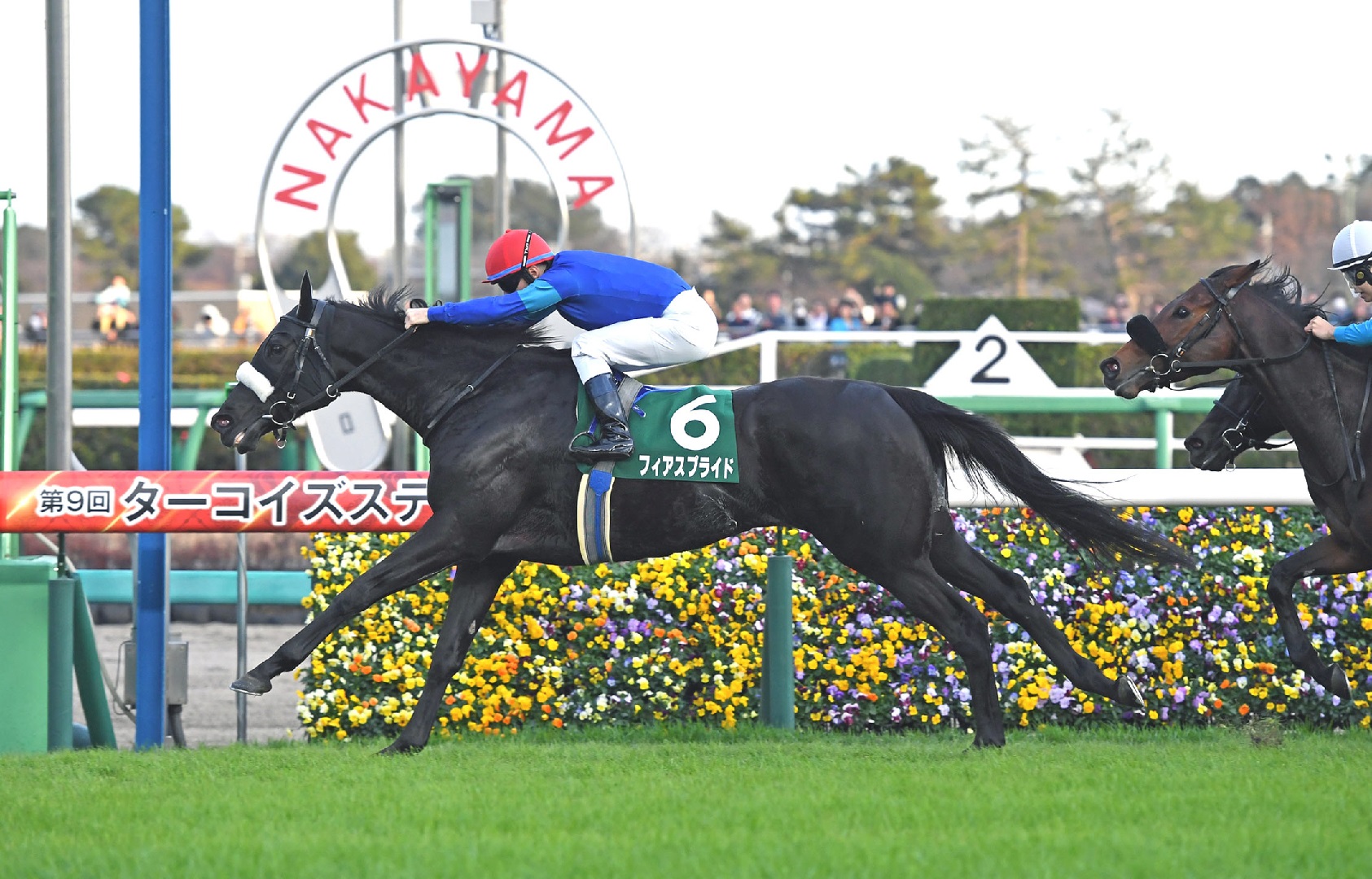 Illustration of Derby Tsuku: Derby Uma o Tsukurou!