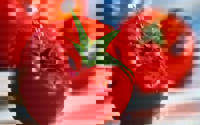 Tomato Adventure - Fanart - Background (World) - 1920x1200