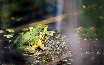 Frogger 2: Swampy's Revenge - Fanart - Background (World) - 1920x1200