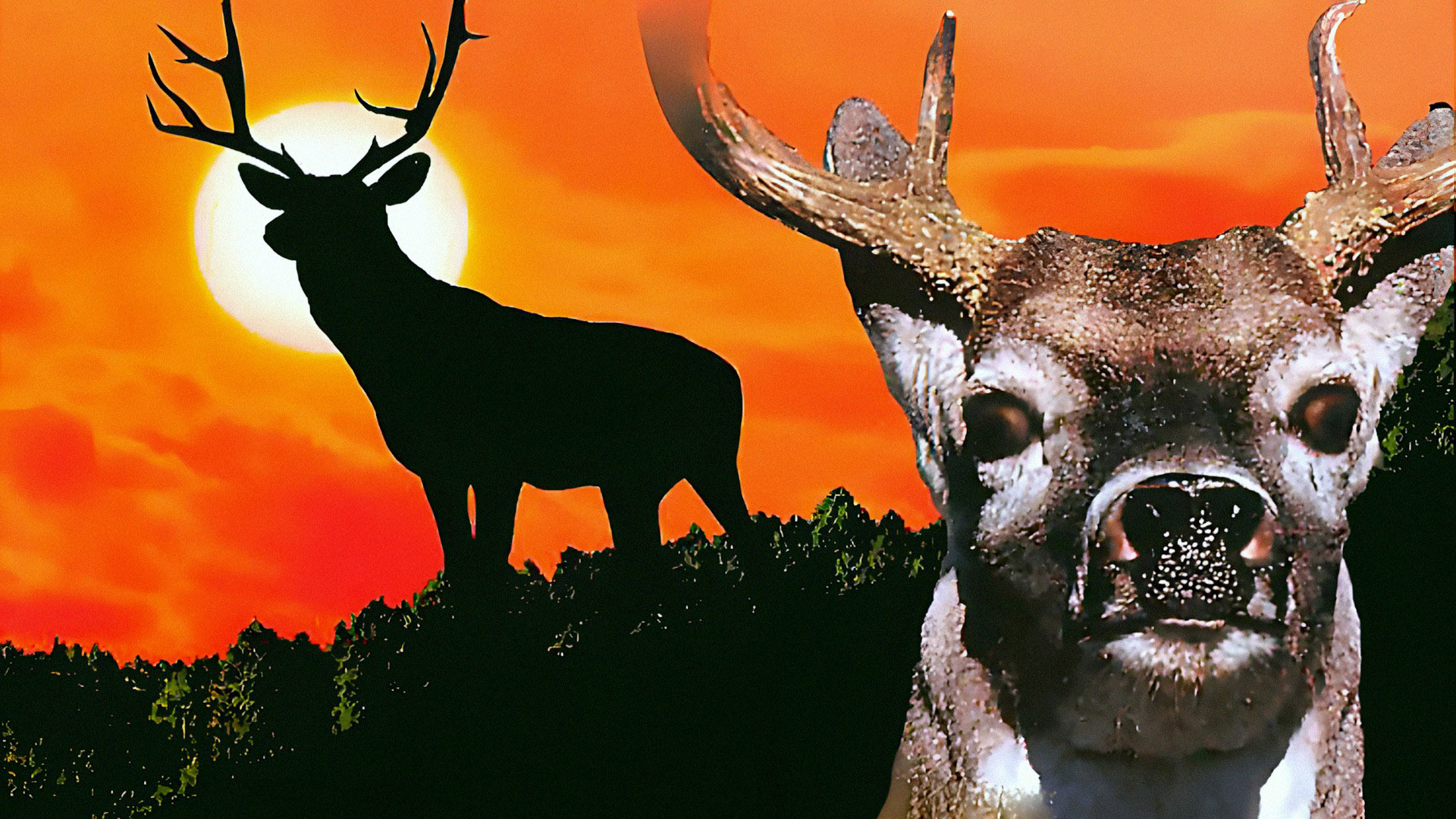 Illustration of Deer Hunting USA
