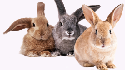 Petz: Bunnyz Bunch - Fanart - Background (North America) - 1920x1080