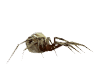 Charlotte's Web - Icon (World) - 148x125