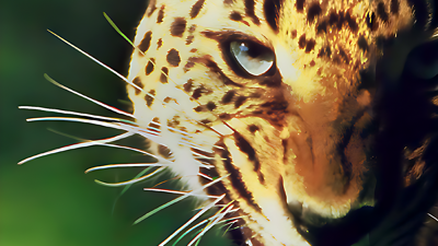 The San Diego Zoo Presents... The Animals! A True Multimedia Experience - Fanart - Background (North America) - 1600x900