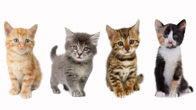 Petz: Catz 2 - Fanart - Background (World) - 1920x1080