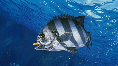 Iso Zuri Ritou Hen - Fanart - Background (Japan) - 2375x1336