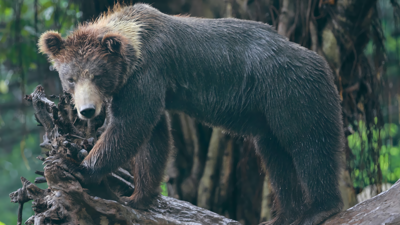 BEARS! - Fanart - Background (Europe) - 1920x1080