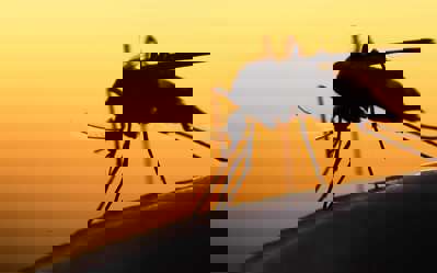 Mister Mosquito - Fanart - Background (World) - 1820x1137