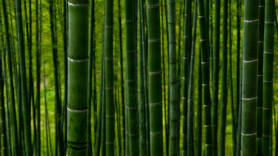 Zenses: Rainforest - Fanart - Background (World) - 1920x1080