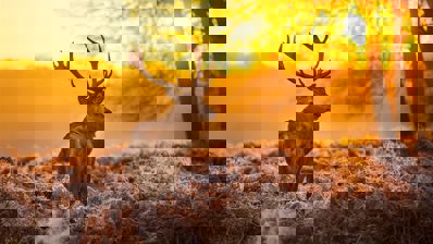 Bass Pro Shops: Trophy Hunter 2007 - Fanart - Background (World) - 1366x768