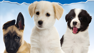 I Love Puppies - Fanart - Background (North America) - 1920x1080
